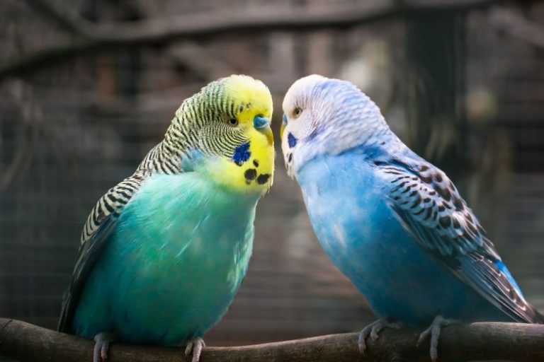 Lebih Untung Mana Cara Ternak Lovebird Kandang Kapsul VS Koloni?