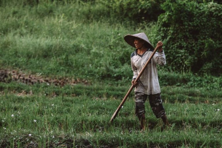 Cara Menanam Cabe Rawit Anti Gagal