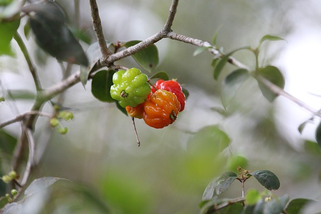 Manfaat Buah Dewandaru