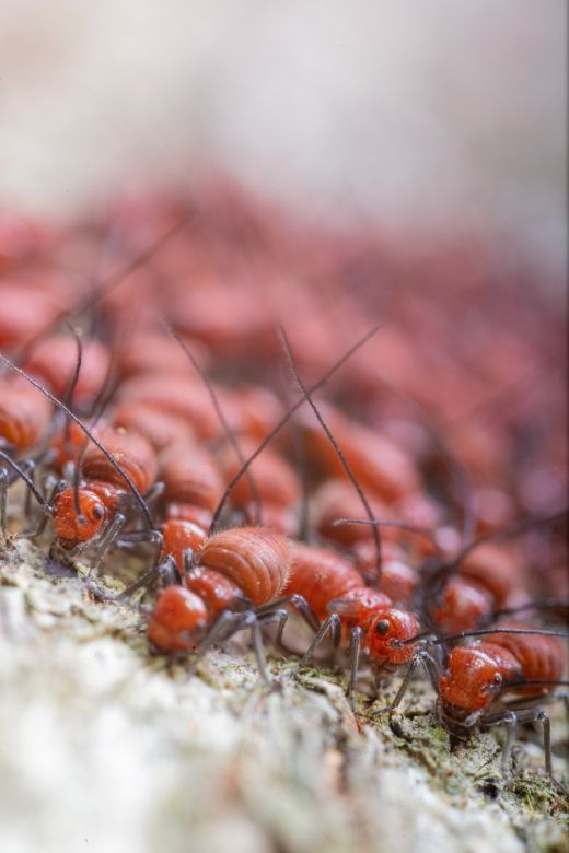 Types of Termite: What You Need to Know